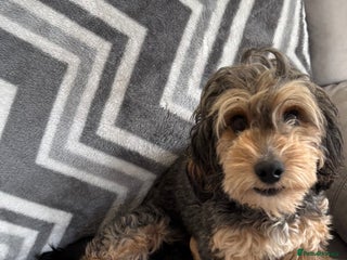 Cockapoo dogs - Advert 3