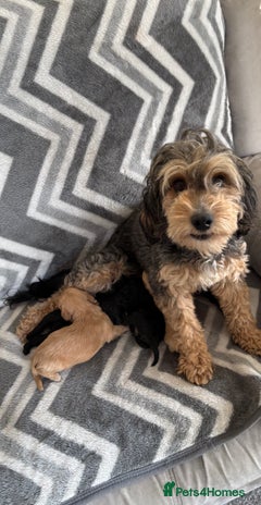 Cockapoo dogs - Advert 3