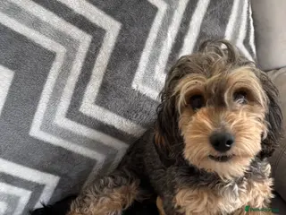 Cockapoo dogs 1 boy puppy left ready now! - Advert 17