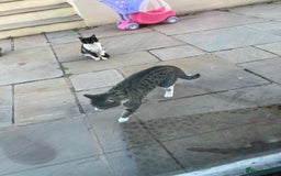 Mixed Breed cats for sale: Black and white kitten FREE - Image 4