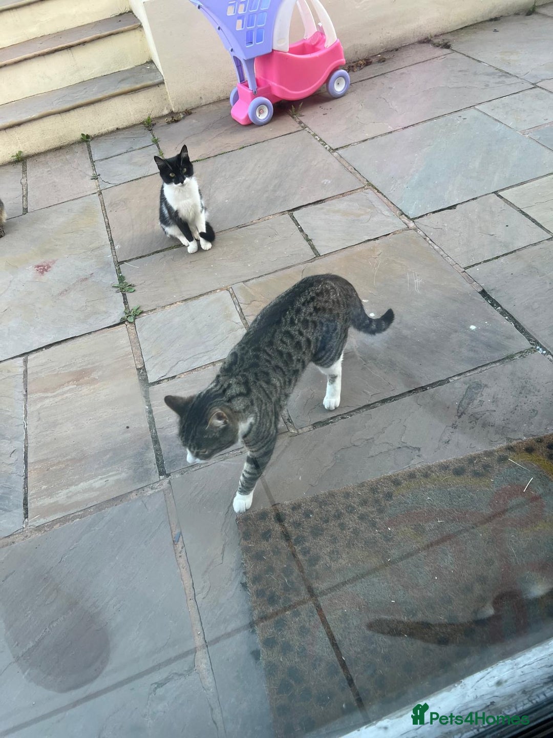 Mixed Breed cats for sale: Black and white kitten FREE - Image 4
