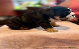 English Bulldog dogs for sale: 💙💗 exceptional English bulldog puppies 💗 💙  - Image 14