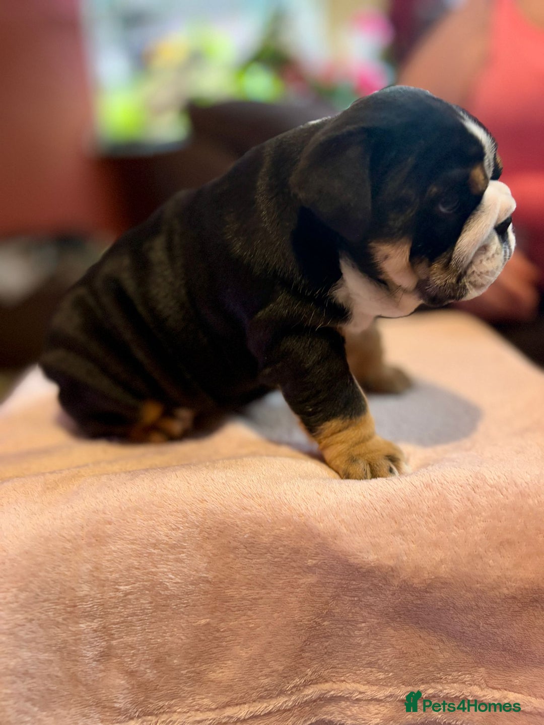 English Bulldog dogs for sale: 💙💗 exceptional English bulldog puppies 💗 💙  - Image 14