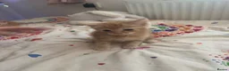 Mixed Breed cats for sale: Gorgeous Ginger mixed breed kittens.  in Salisbury - Advert 7
