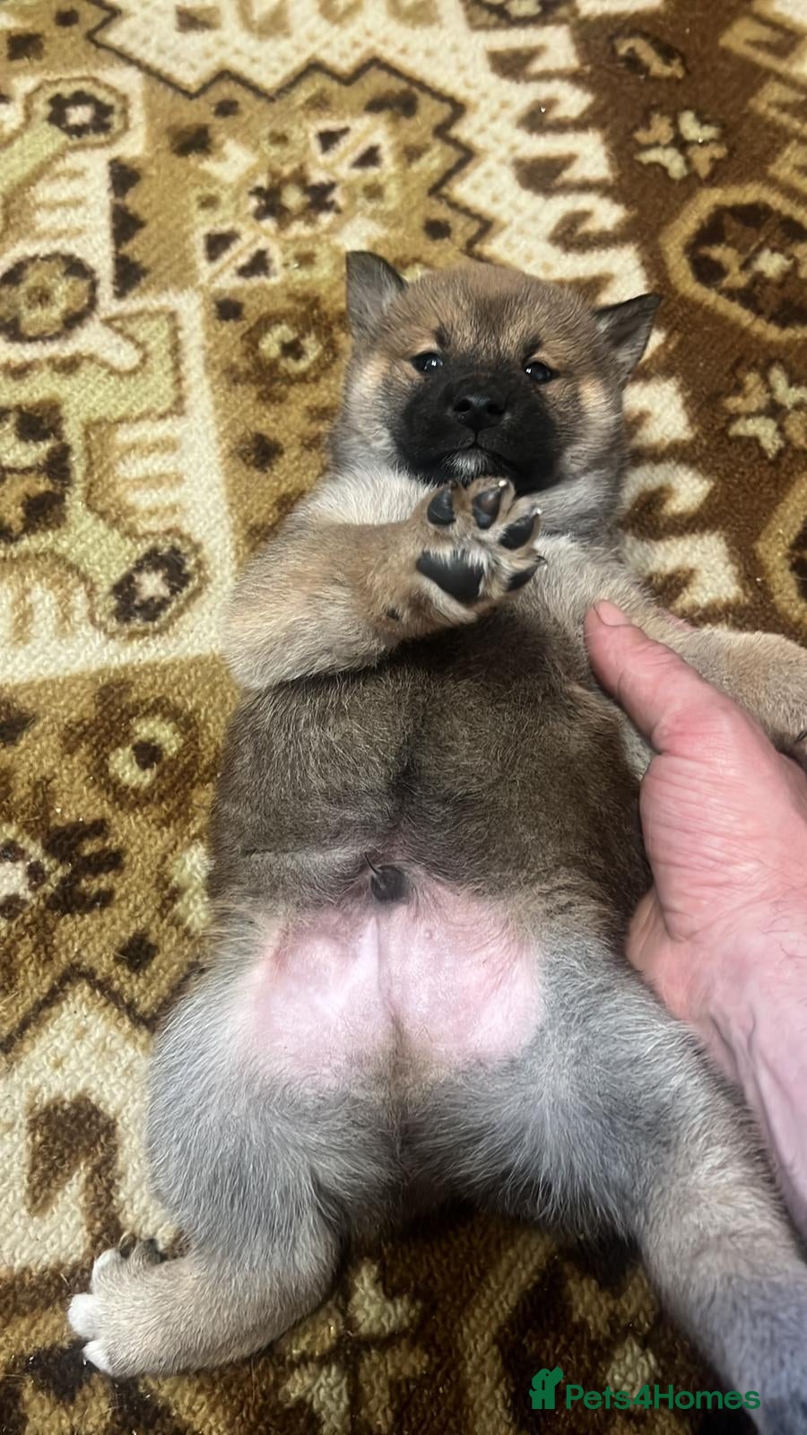 Japanese Shiba Inu dogs Shiba Inu  - Advert 2