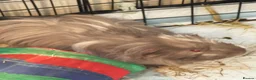 Guinea Pig rodents for sale: Free to a Good Home – Two Male Guinea Pigs - Advert 3