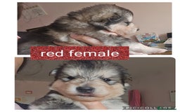 Alaskan Malamute dogs for sale: Alaskan malamute puppies for sale - Image 2