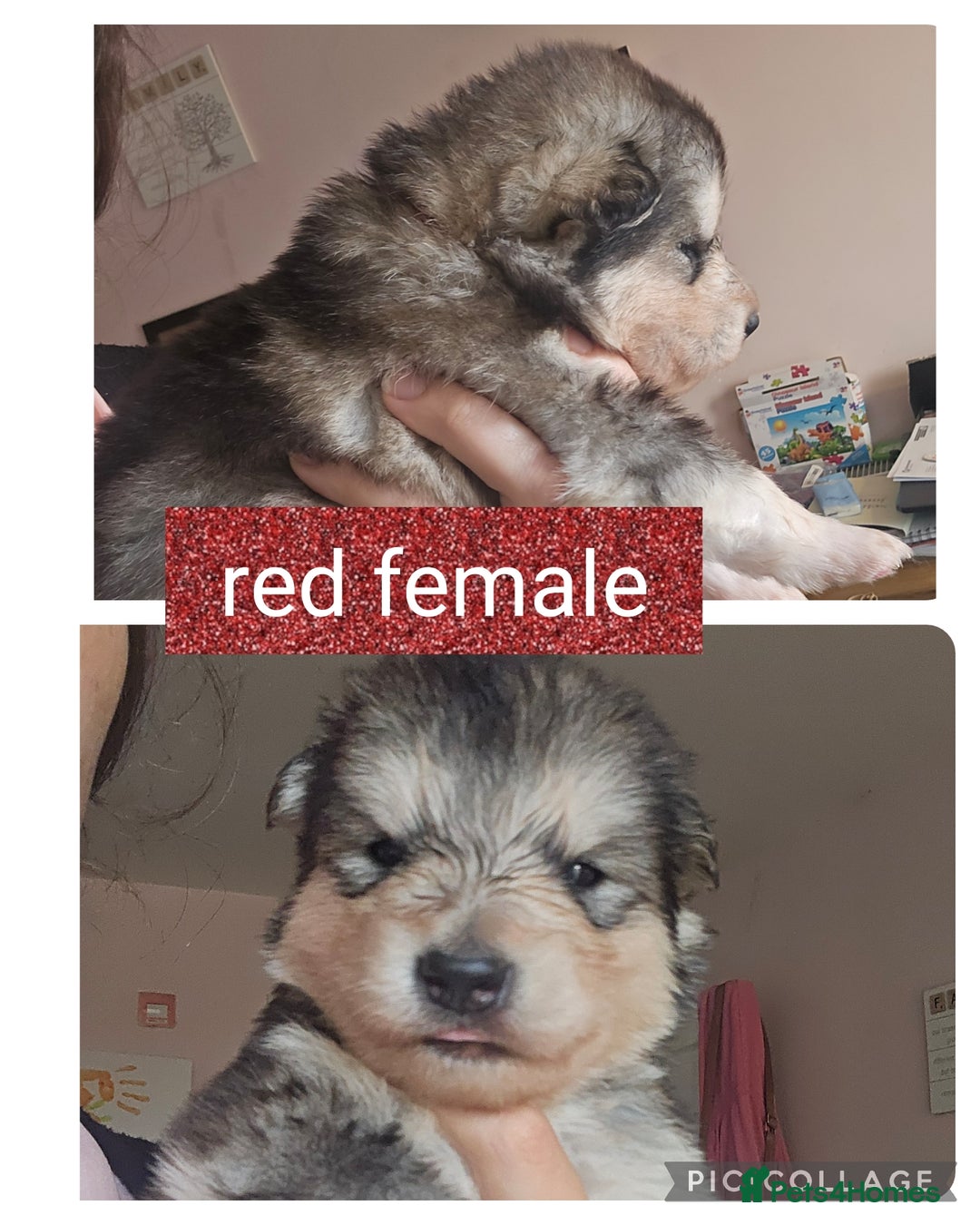 Alaskan Malamute dogs for sale: Alaskan malamute puppies for sale - Image 2