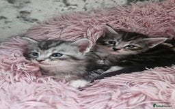 Maine Coon cats for sale: Gorgeous maincoon kittens - Image 16