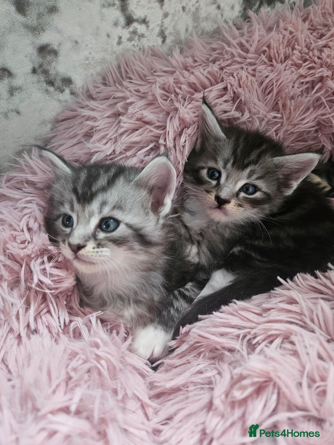 Maine Coon cats for sale: Gorgeous maincoon kittens - Image 16