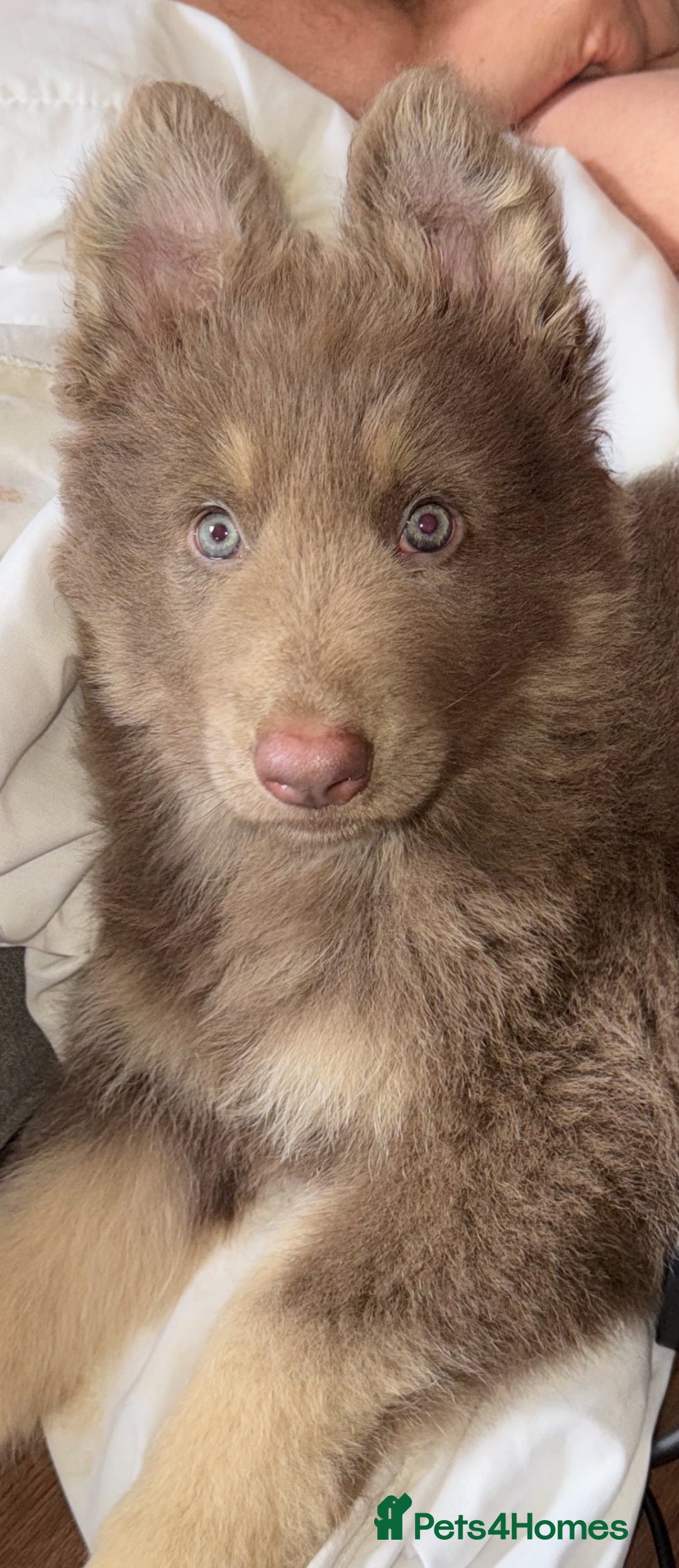 German Shepherd dogs for sale: Blue & Isabella German Shepherd Puppies For Sale  - Image 27