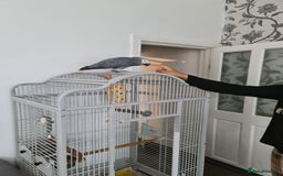 Parrots birds for sale: Male African Grey Parrot - Image 2