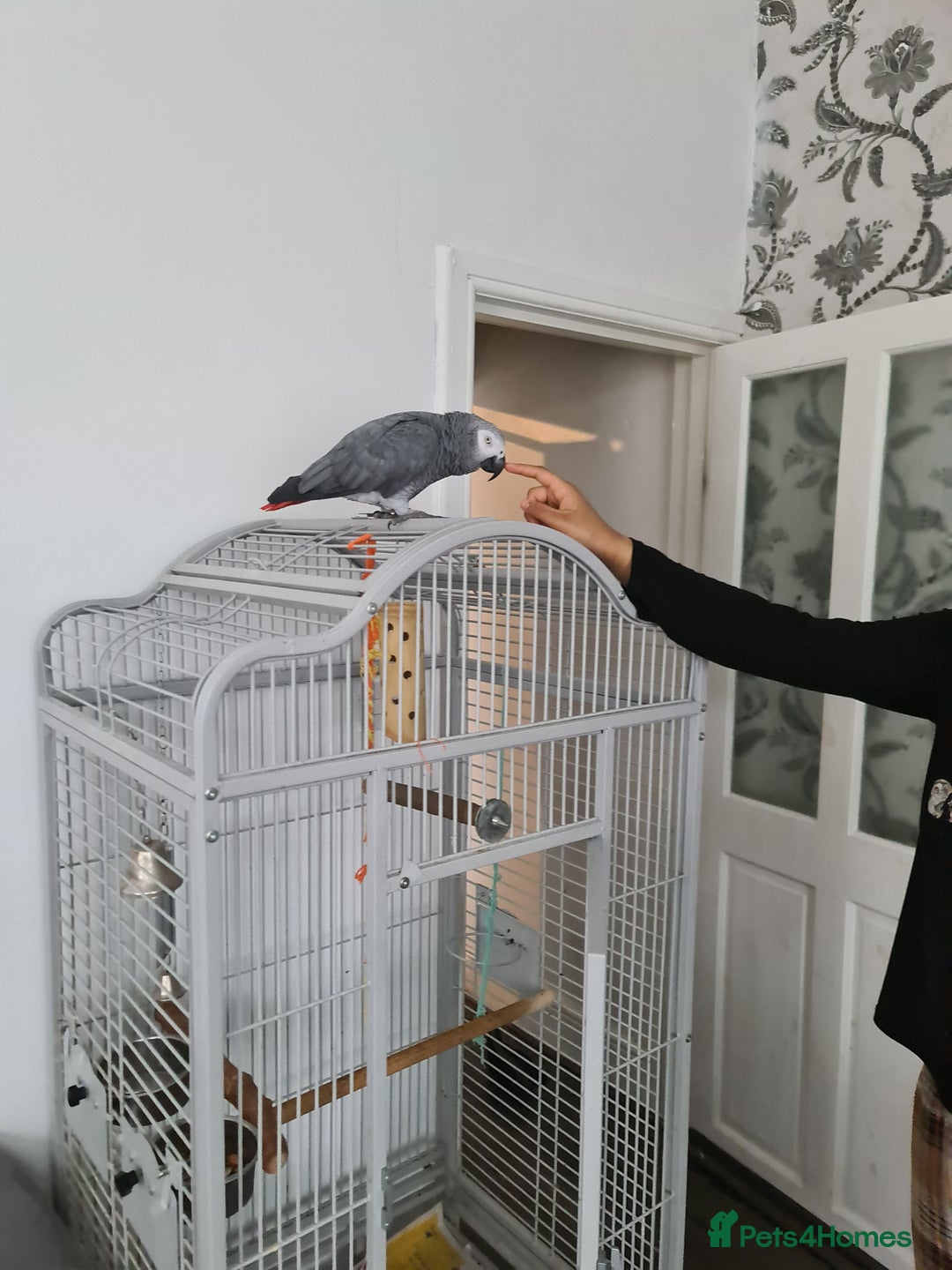 Parrots birds for sale: Male African Grey Parrot - Image 2