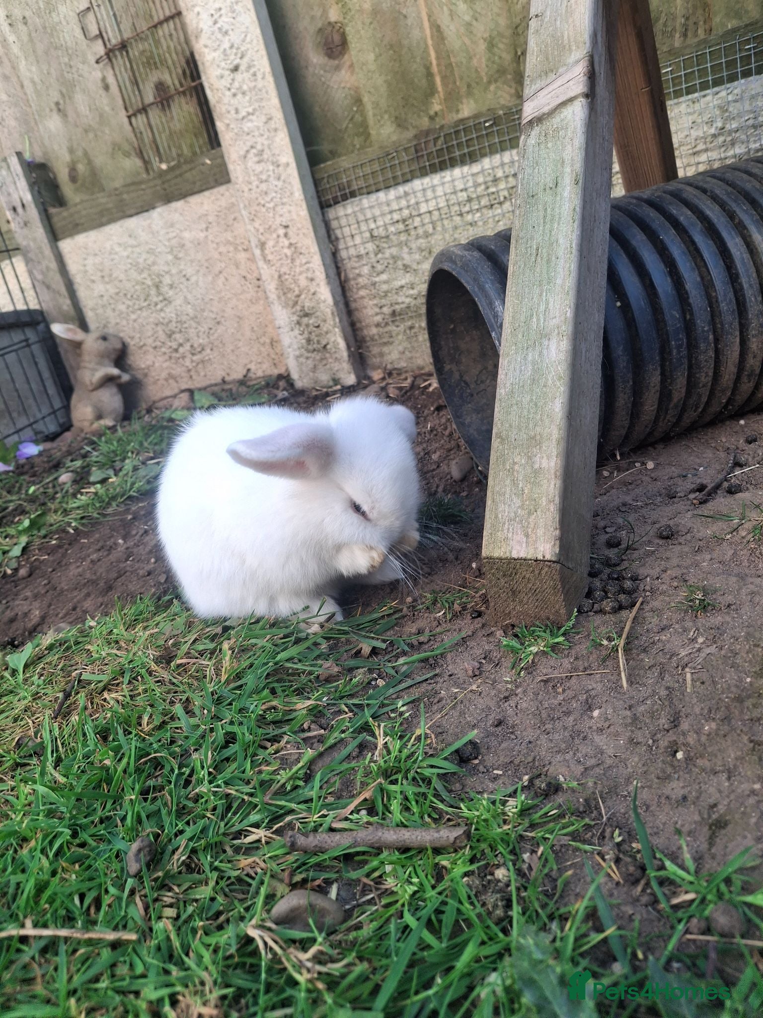 Mini Lop rabbits Beautiful full mini lops  - Advert 6