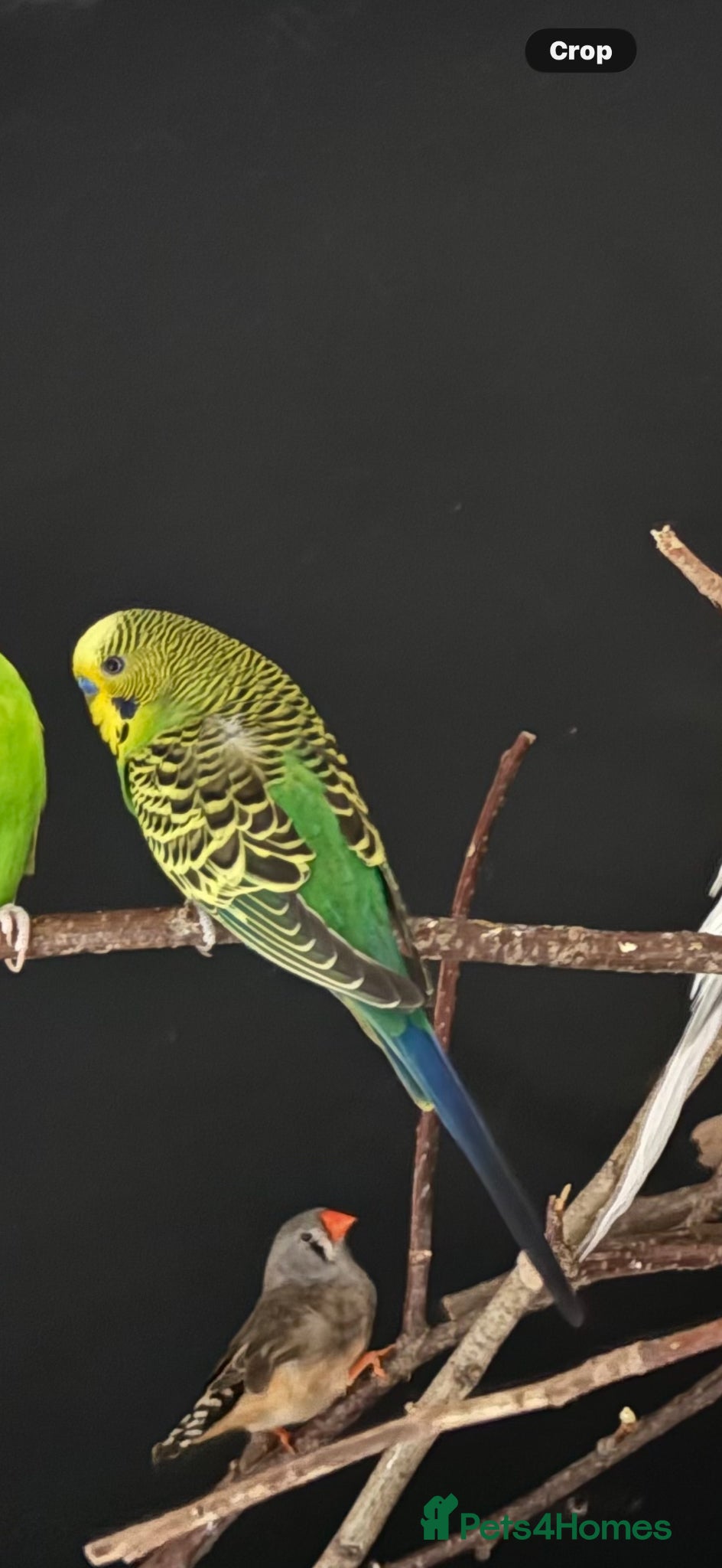 Budgerigars birds Budgie for sale between 6-10 months old  - Advert 15