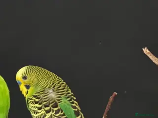 Budgerigars birds Budgie for sale between 6-10 months old - Advert 15