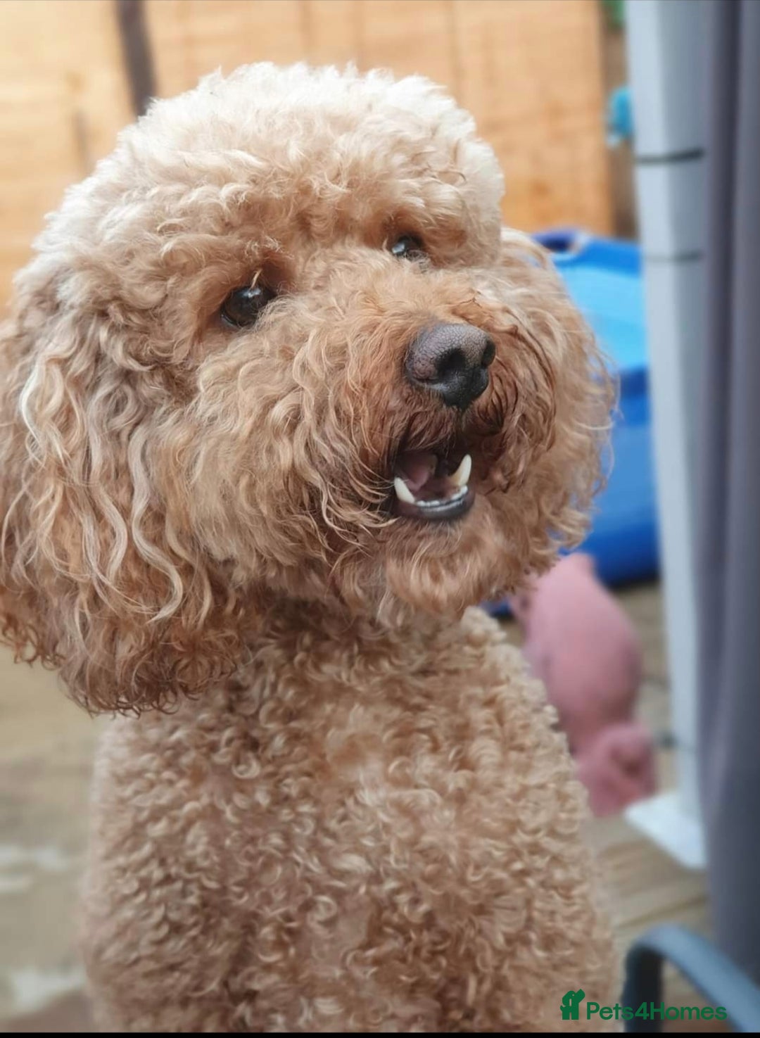 Miniature Poodle dogs for stud: Red Miniature Poodle Stud package Available  in Southampton - Advert 4