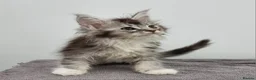 Maine Coon cats for sale: GCCF registered pedigree Maine Coon Kittens  - Advert 7