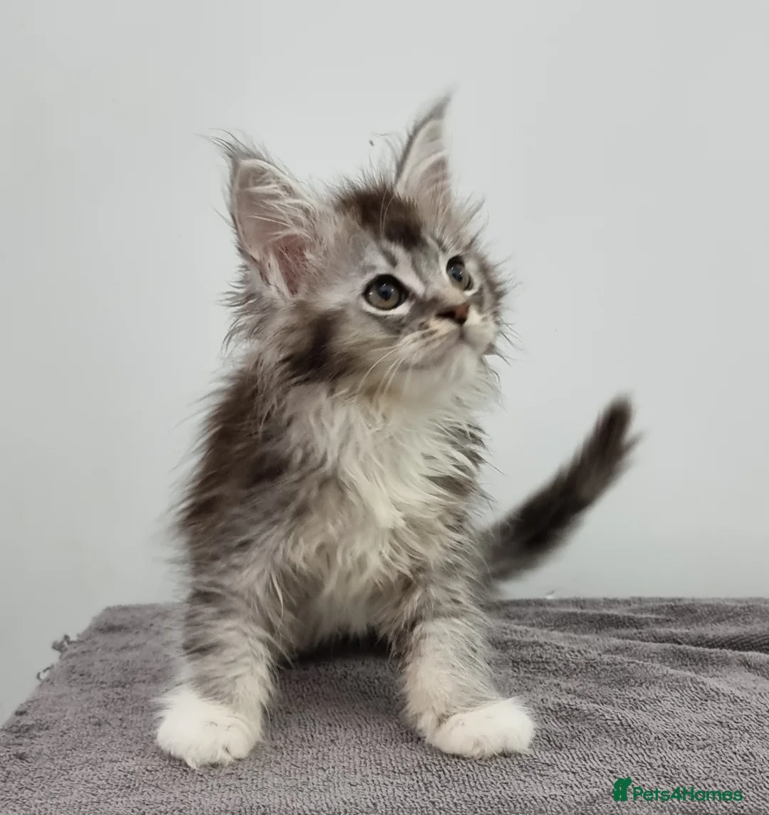 Maine Coon cats for sale: GCCF registered pedigree Maine Coon Kittens  - Advert 2