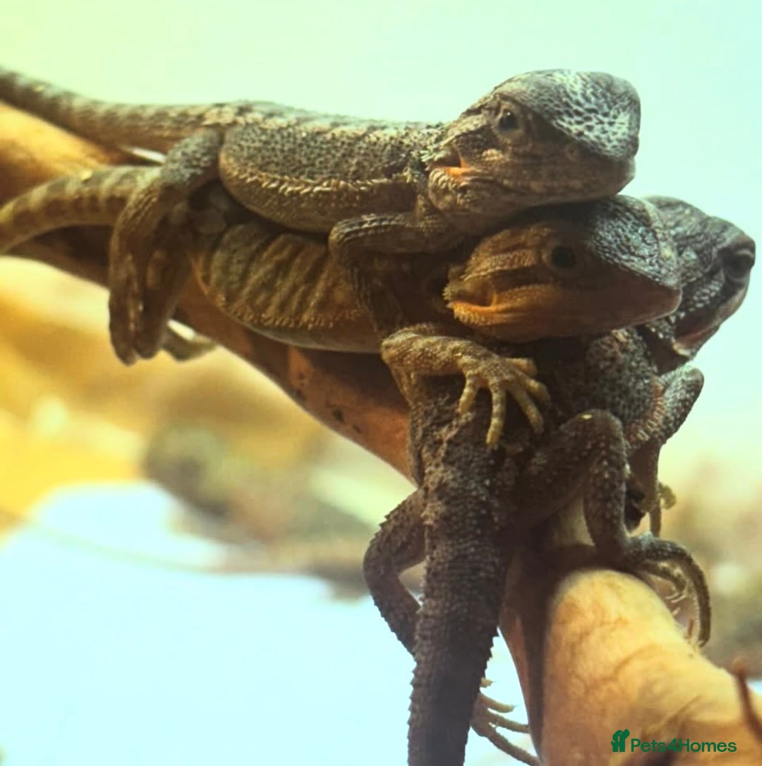 Bearded Dragon reptiles for sale: Baby bearded dragons  - Image 5