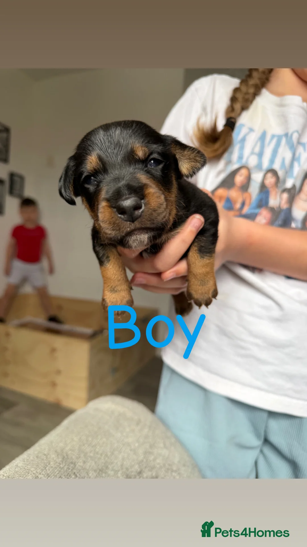 Mixed Breed dogs for sale: Patterdale X Jagdterrier  in Bonnyrigg - Advert 2