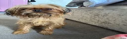 Mixed Breed dogs for sale: griffon cross Chihuahua puppies in Darlington - Advert 20