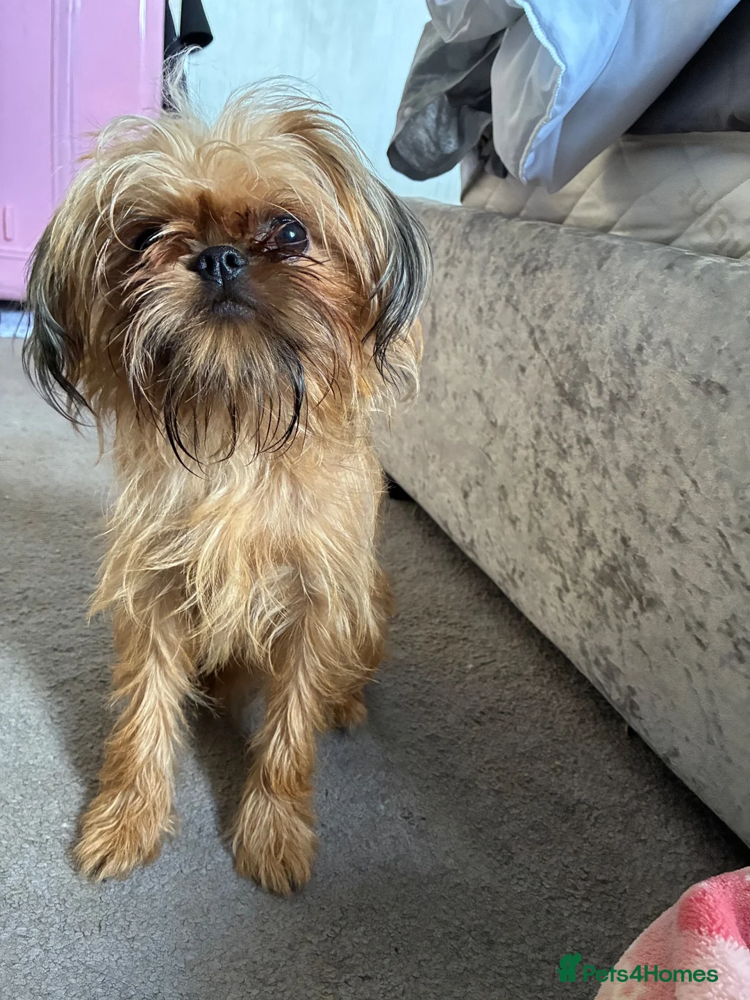Mixed Breed dogs for sale: griffon cross Chihuahua puppies in Darlington - Advert 20