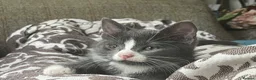 Ragdoll cats for sale: Mum Ragdoll X Dad British blu X - Advert 11