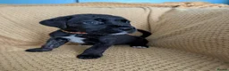 Cane Corso dogs for sale: Beautiful Purebred Cane corso puppies - Advert 28