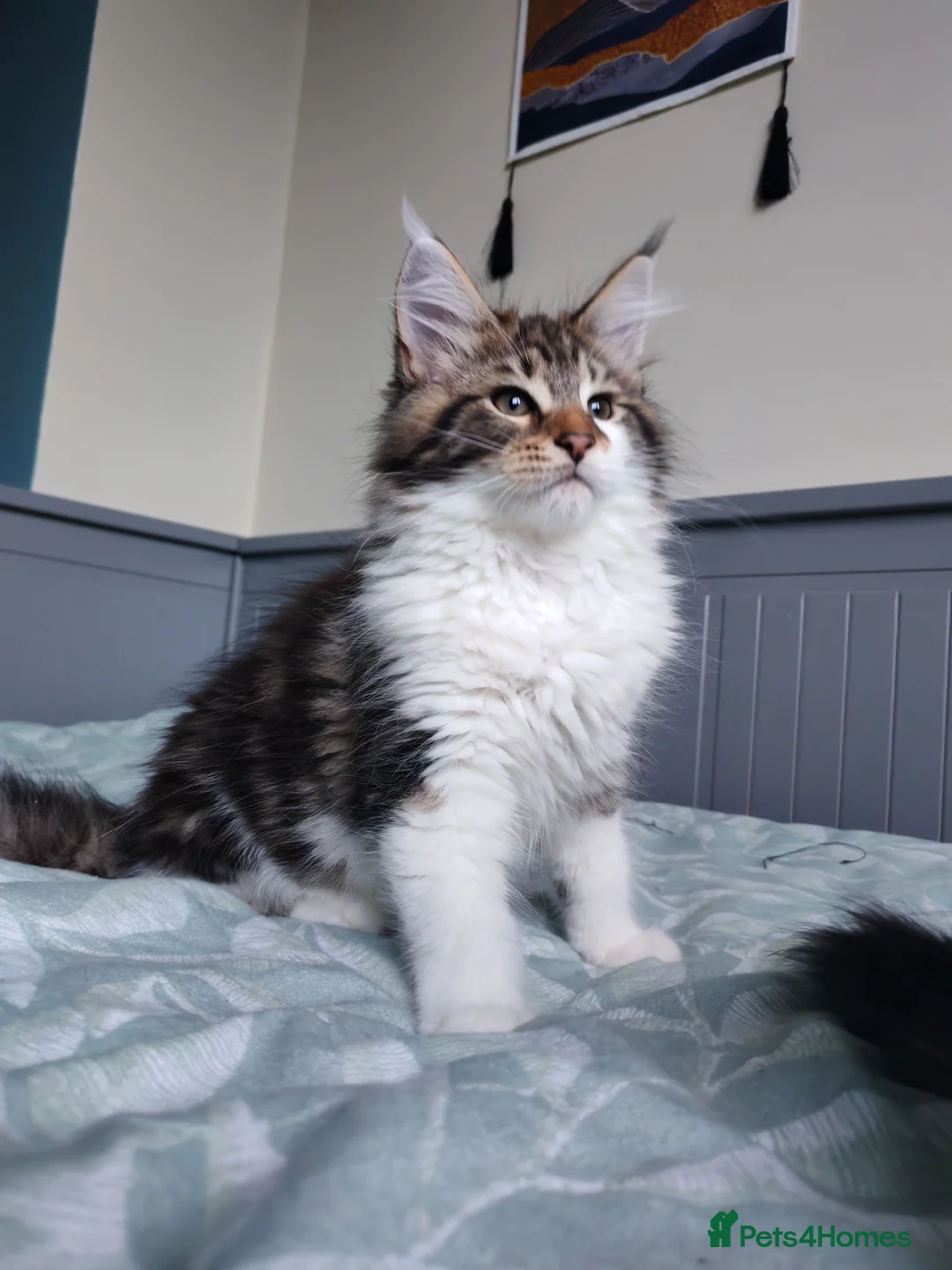 Maine Coon cats for sale: Last kittens ❤️❤️ female left - Advert 2