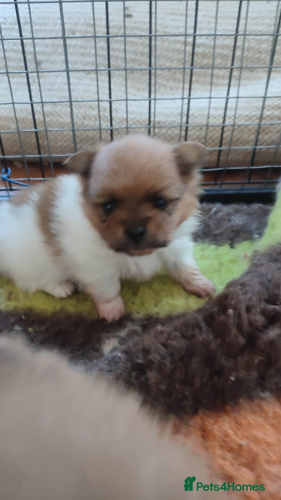 Pomeranian dogs for sale: Top Quality -KC registered  - Image 36