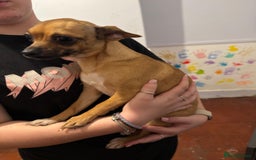 Mixed Breed dogs for sale: Males fenchie chihuahua x2 female chihuahua  - Image 9