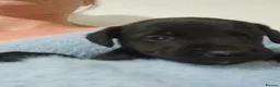 Patterjack dogs for sale: Patterjacks - Advert 13