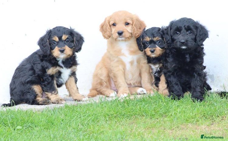 Cavapoo dogs - Advert 6