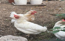 Chickens poultry for sale: Blue egg layers (leghorn crosses)  - Image 2