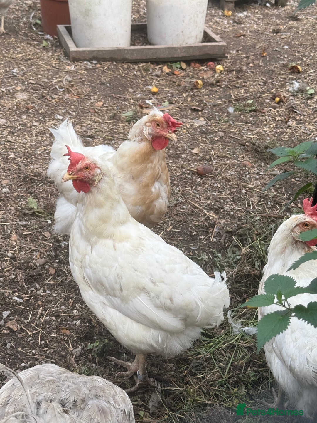 Chickens poultry for sale: Blue egg layers (leghorn crosses)  - Image 2