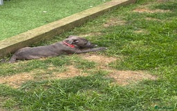 Staffordshire Bull Terrier dogs for sale: KC registered Blue Staffordshire bull terrier’s  in Colchester - Image 30