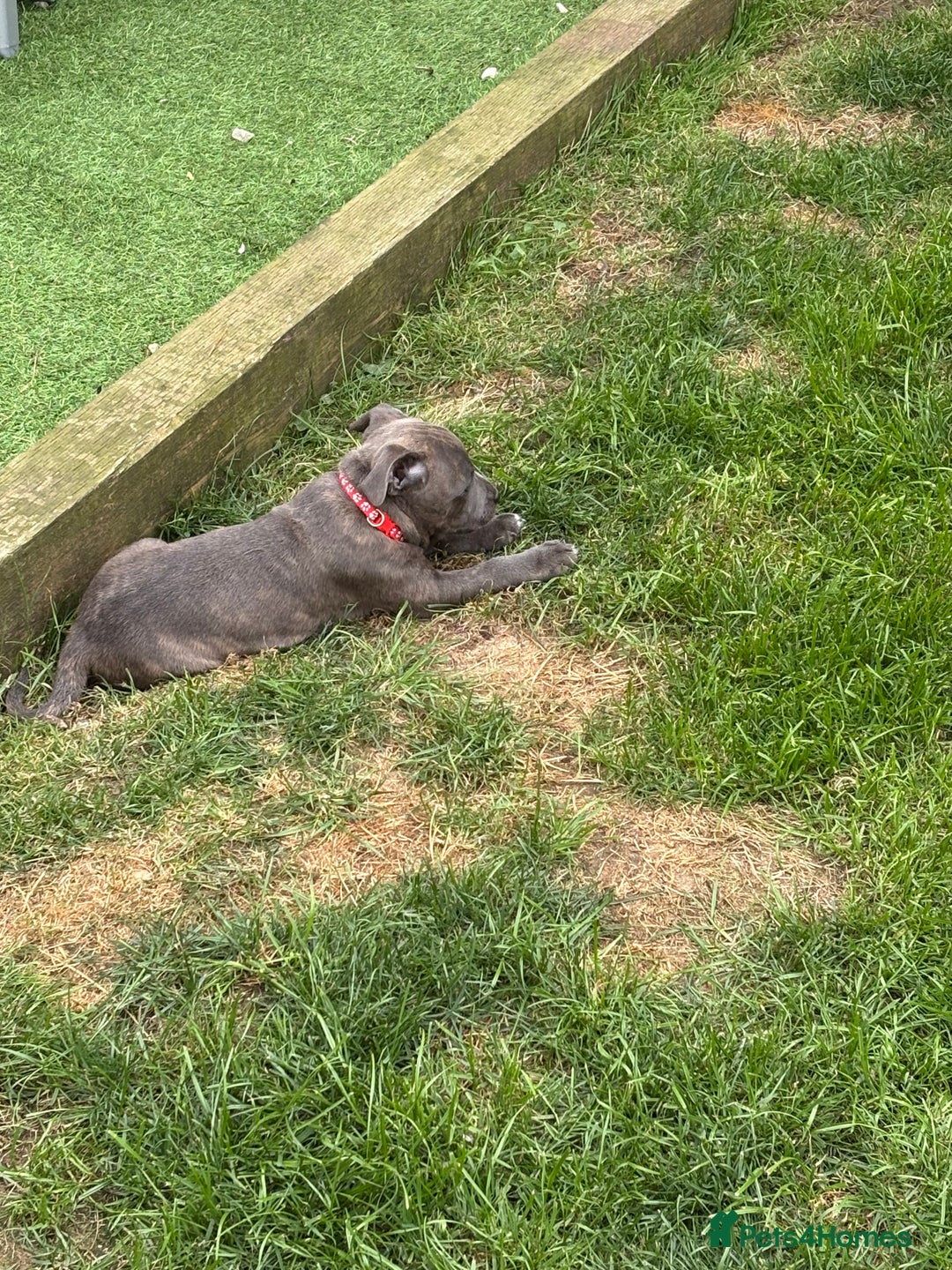 Staffordshire Bull Terrier dogs for sale: KC registered Blue Staffordshire bull terrier’s  in Colchester - Image 30