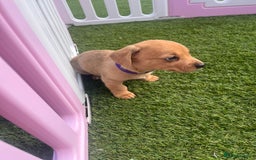 Mixed Breed dogs for sale: 7 beautiful jackshund puppies for sale - Image 27