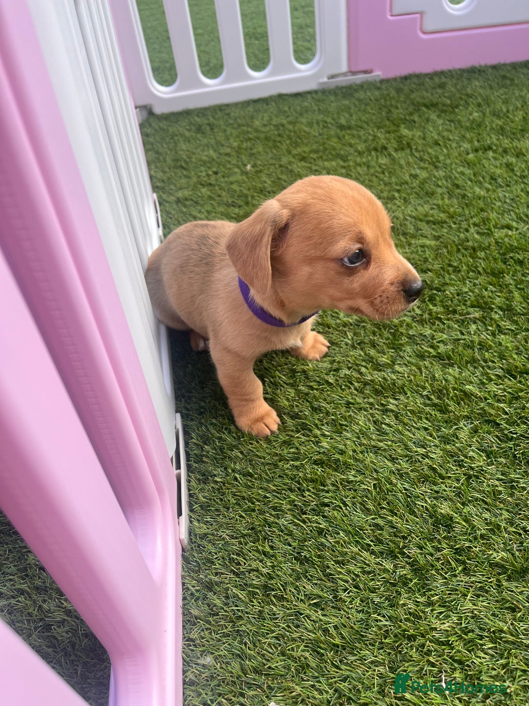 Mixed Breed dogs for sale: 7 beautiful jackshund puppies for sale - Image 27