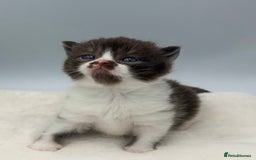 British Shorthair cats for sale: PEDIGREE REGISTERED CHUNKY BRITISH SHORTHAIRS  - Image 35