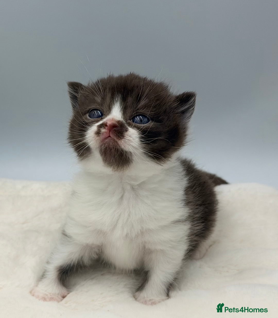British Shorthair cats for sale: PEDIGREE REGISTERED CHUNKY BRITISH SHORTHAIRS  - Image 35