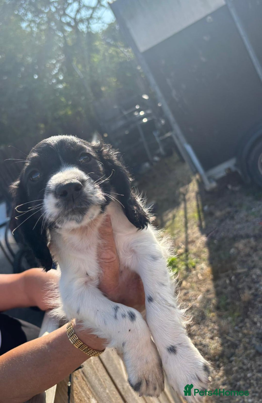 Sprocker dogs for sale: Sprocker  - Image 15