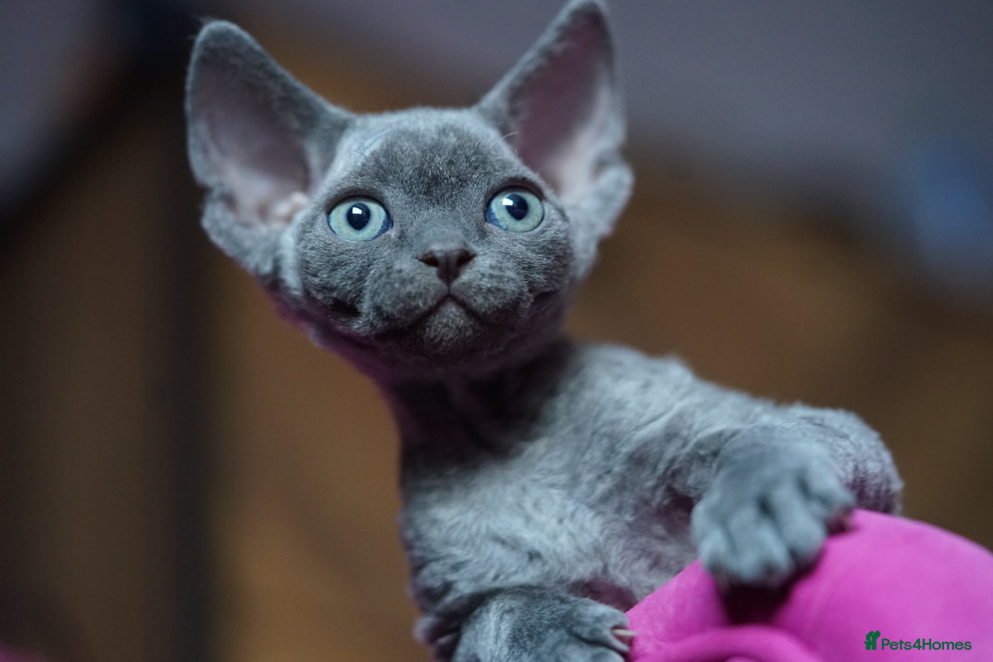 Devon Rex cats ❤️ Pure Line Devon Rex Kittens Available ❤️ - Advert 16