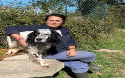 English Setter dogs for adoption: Rino  - Image 9