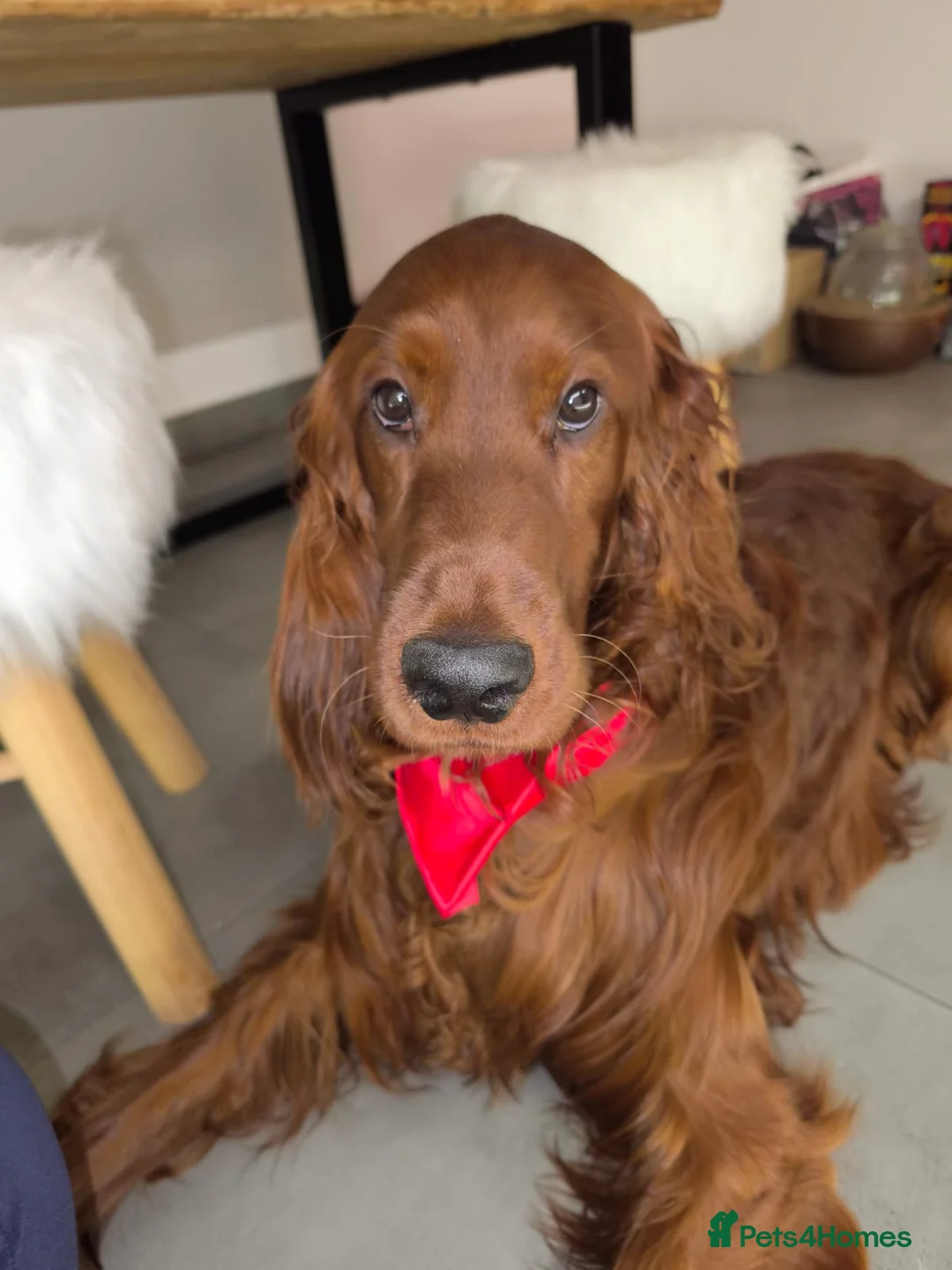 Irish Setter dogs for stud:  READY FOR STUD – PROVEN, HEALTHY, AND EXCEPTIONAL in Walsall - Advert 2
