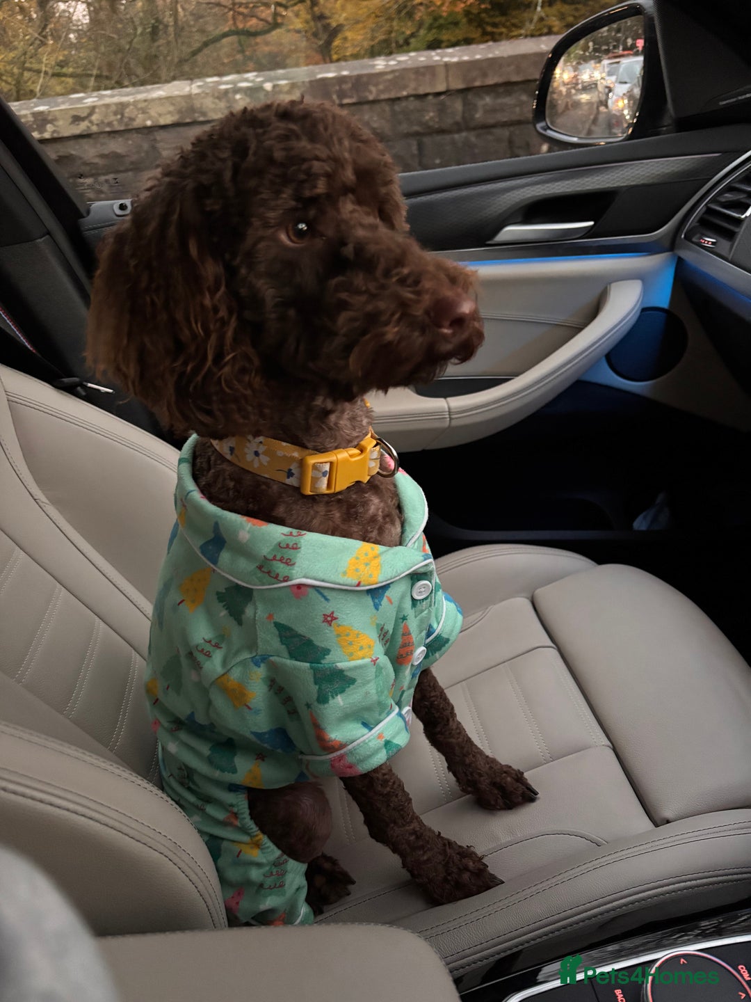 Labradoodle dogs for sale:  Mini toy labradoodle needing a new home  - Image 5