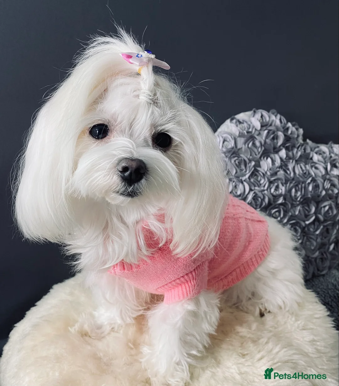 Maltese dogs for sale: ✨ Outstanding KC korean Maltese Puppies ✨ - Advert 21
