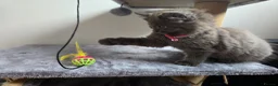 Siberian cats for sale: Beautiful Siberian Kittens  - Advert 4