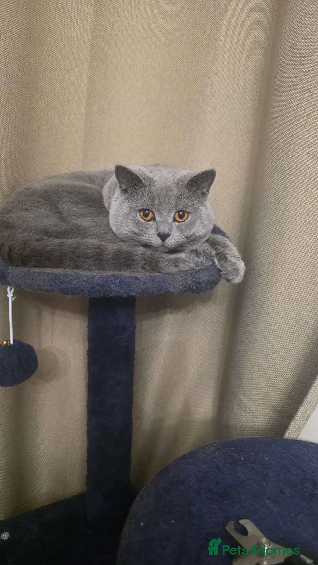 British Shorthair cats for sale: Beautifull British short hair male cat. in Leeds - Advert 3